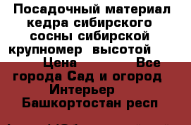 Посадочный материал кедра сибирского (сосны сибирской) крупномер, высотой 3-3.5  › Цена ­ 19 800 - Все города Сад и огород » Интерьер   . Башкортостан респ.